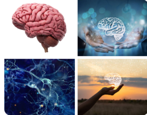 Brain Actives összetétele, összetevői, összetevők